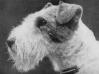 Bowes Basil (Around 1930s)