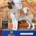 AKC GCH Day Dream's Wake Um & Shake Um