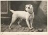 Oakleigh Topper (c.1900)