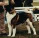 AKC CH Beoth's Three Toes Griz