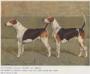Colonist (c.1907) [Puckeridge Hunt Pack] {E. Barclay's}