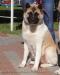 Bella Happy Dog'S Family