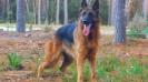  Sadie Vom Haus Loyal Gsd