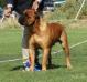 INT.CH,J.Ch.GR,MNE,SRB,GRW '15,Best Bullmastiff in Greece'15 Caneguardiano King of Rock