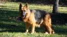  Jenny vom haus loyal gsd