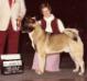 AKC CH Tobe Krug's Luke Skywalker