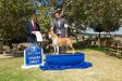 AKC CH UKC CH Malone Mesas Baby I'm A Star