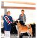 AKC/CAN CH Big Benz Sweet Justice-Doody