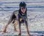 UKC CH INT Ch CA RO3 J'Adore Ustaritz de L'Ame du Loup