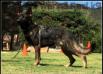 Werina Real K-9
