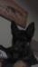 Deutsch do bharhut