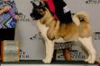 AKC/UKC CH Travistock Rule Britania