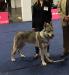 Albireo Echelon Wolf