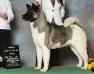 AKC CH Day Dream's The Stakes R High Baby