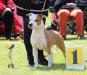 ICH.,CH.SK,HU,RO,CZ,SR,AMSTAFF MAJOR - CHAMPION CLASS WINNER Skyglows Grateful For Love