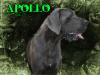  BRD'S Durassic Park Apollo