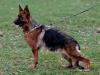 Sieger PL * BE 2015 DEVI Primo mio Grande