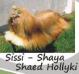 Sissi - Shaya Shaed Hollyki