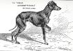 Mascotte Model (c.1900) [English Toy Terrier]