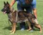Xula Real K-9