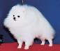  Born Fei Farn Of Chiao Li Ya