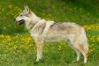 Crying Wolf Wolfy