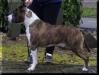 VDH JCH Blue Rising Star Jack Frost