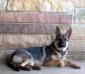 Talon's Rin Tin Tango