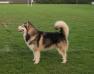 IRISH J.CH. Libertia Mr Grey at Kishdigra