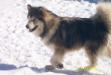  Buster Brown Arctic Clown