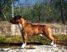 Black Brave Heart Achille