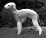 Stanolly Swift Step
