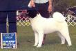 AKC CH Kwiat Absolute Triple Threat