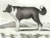 Le Chien D'Islande (c. 1770)