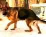 Ira Vom Haus Bogatić (Delta Kennel - Egypt)