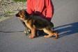 Iris Vom Haus Bogatić (Delta Kennel - Egypt)