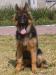 Vanta Von Irvic (Ugalco)