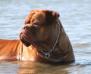 AUSTRALIAN CHAMPION Camelot's Chunky Cherub