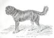 Canis Familiaris (var Tibeti) Tibet Dog (c.1880)