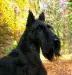AMCH, BISS Dragoon Spectator