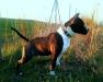  Lamasko co black biff
