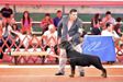 CH SAL, CHCUZ,CHSALJr, CHCUZJr, BOB ALL 2016, 8ND TOP TEN Meister jager de la casa oro negro