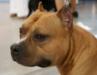 AKC GR CH Risso's Ace