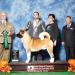 MEX/GT GCH, AKC/PAN-AM/CAR/CENT-AM CH Skyking Pilot In Command