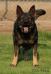 Aila Real K-9