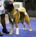 AKC/CAN/RUS/MLD/INT'L CH Crown Royal's Highroller O'Ali'I Ak Inu