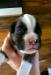 Finito von Boxerator