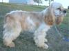 Dakota Winds Charlie