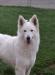 Invincible Summer Dream Lords of the White Shepherd
