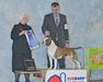 AKC Grand Champion Old School Kennels Majestic Kentucky Vintage Spirit